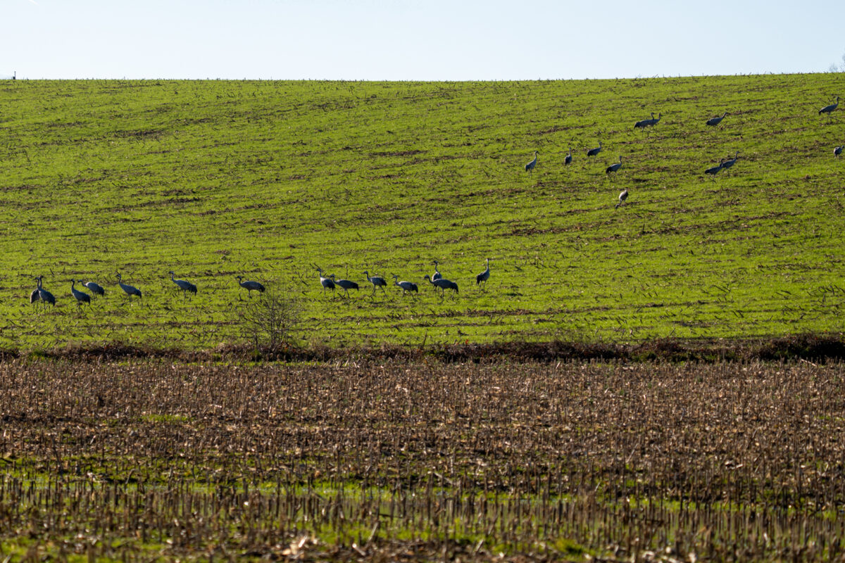 Les grues sont là