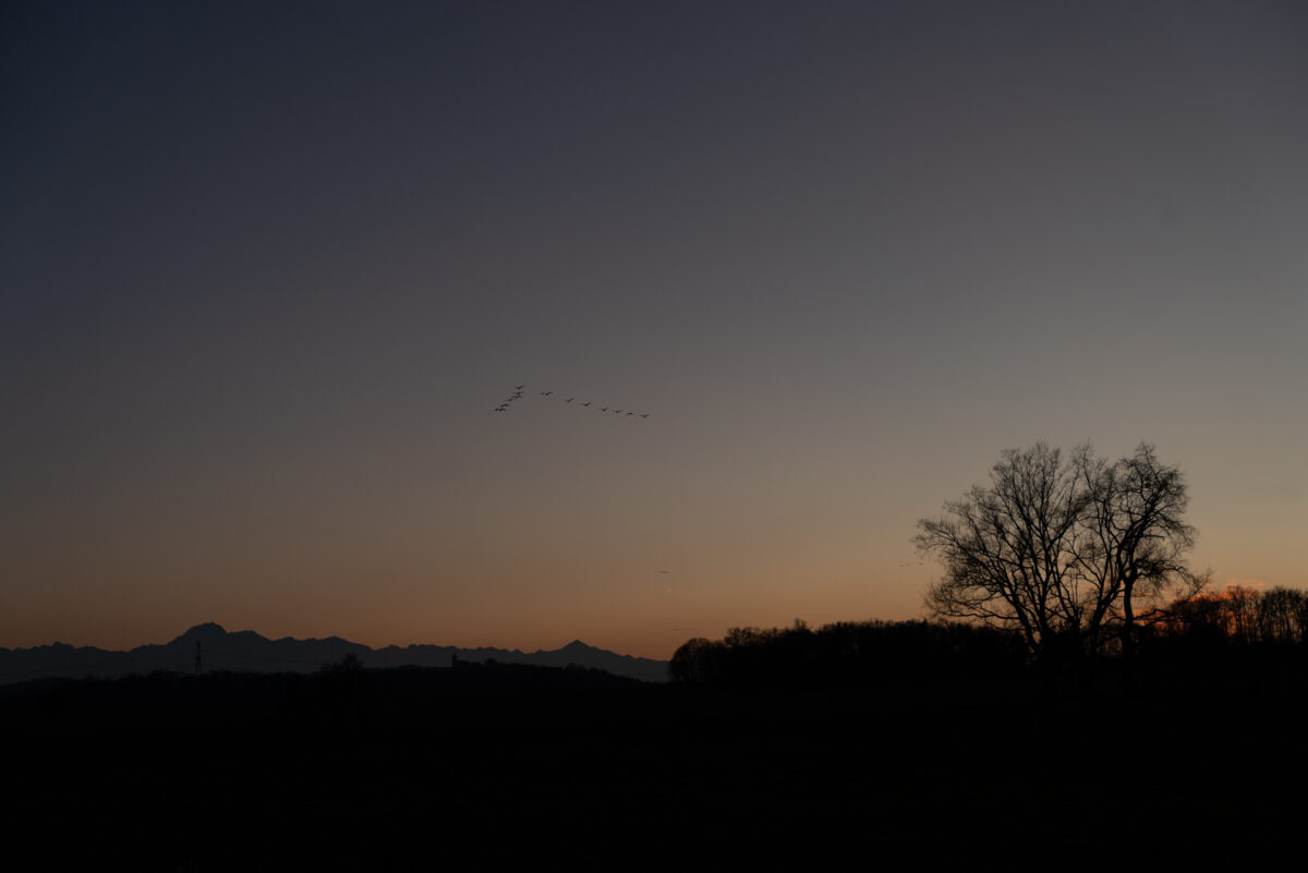 Le soir retour des grues au lac