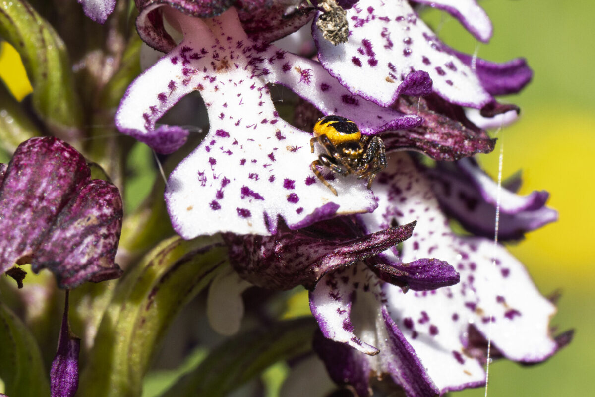 Orchis pourpre