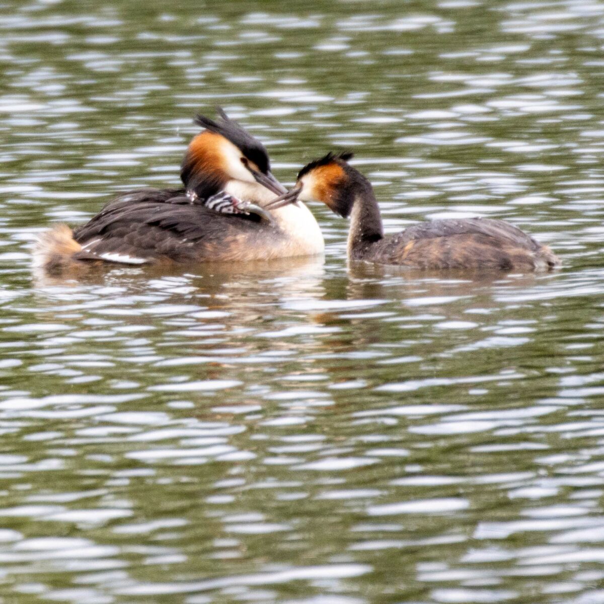 Grèbe huppé au lac de l'auguelongue