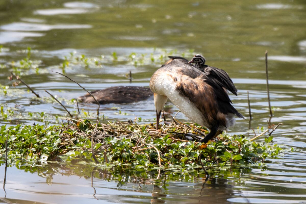 Grèbe huppé à califourchon au lac de l'Ayguelongue