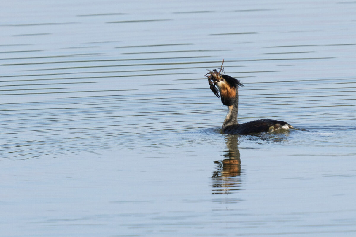 Grèbe huppé et son ecrevisse au lac de l'Ayguelongue