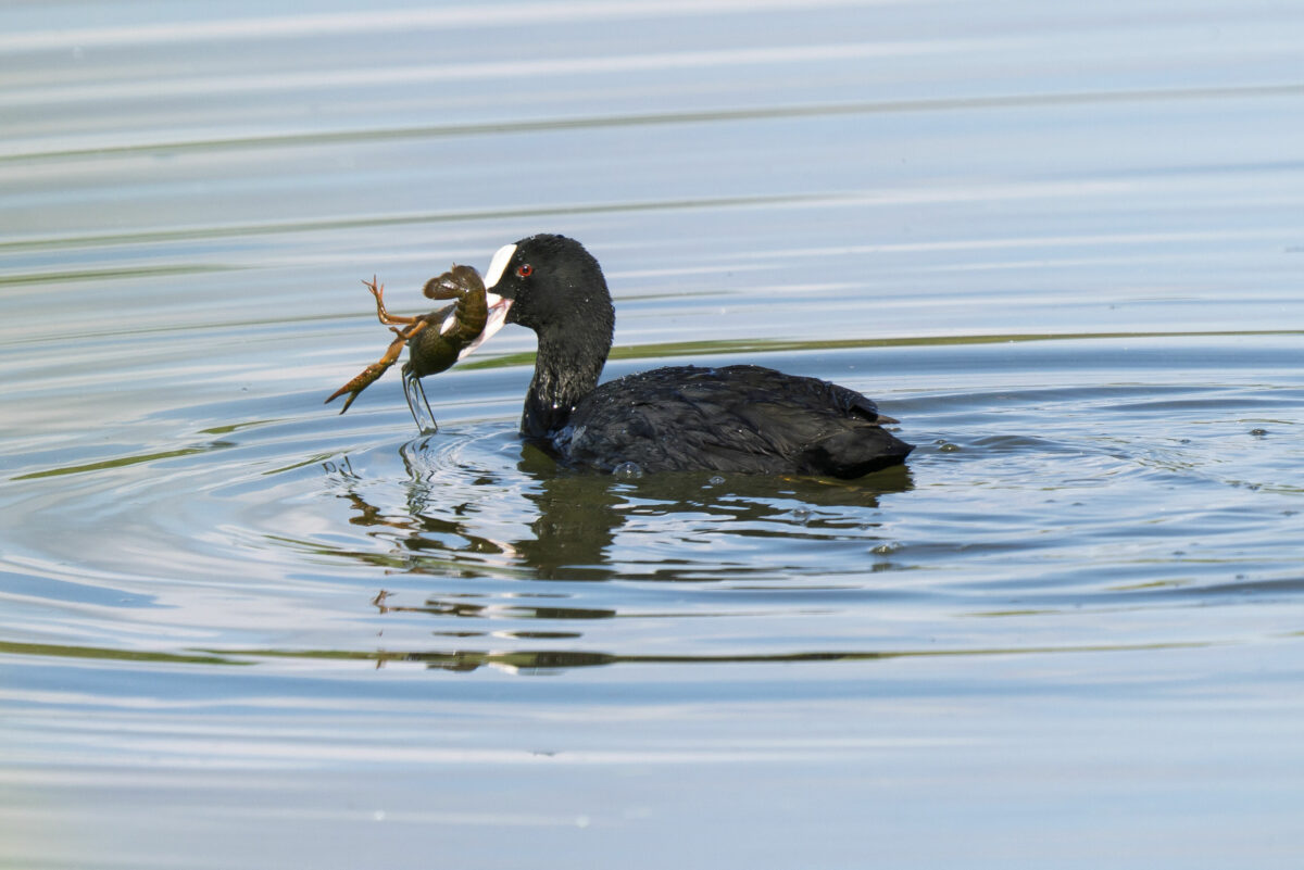 Le foulque et son écrevisse (2) au lac de l'Ayguelongue