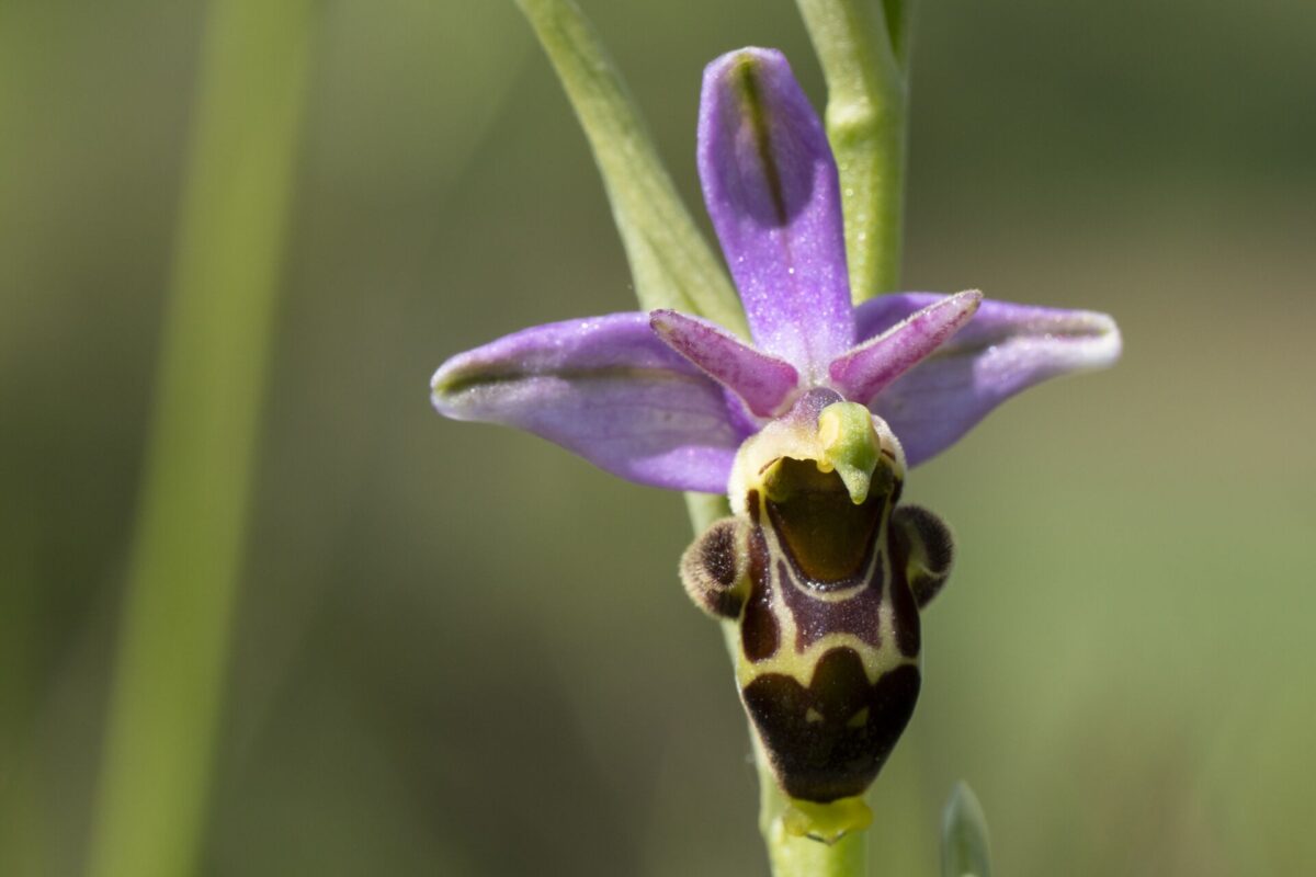 Ophrys bécasse