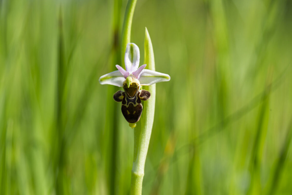 Ophrys bécasse