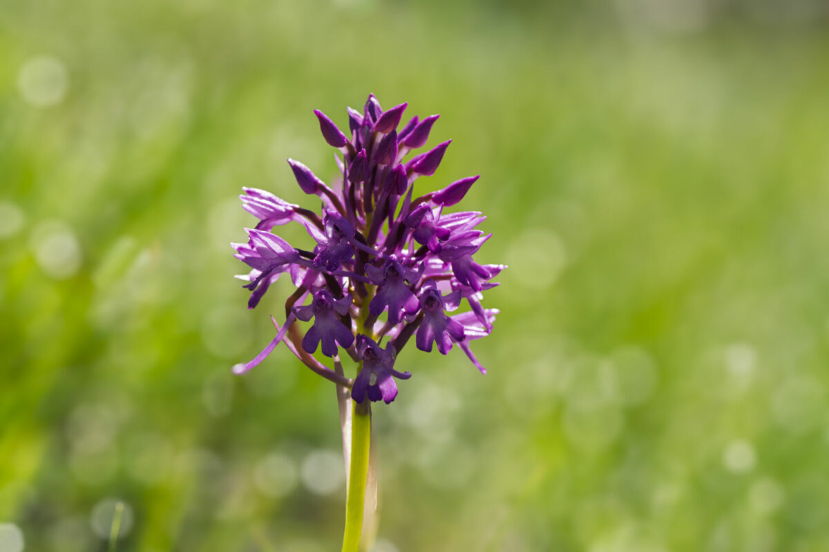 Orchis pyramidal