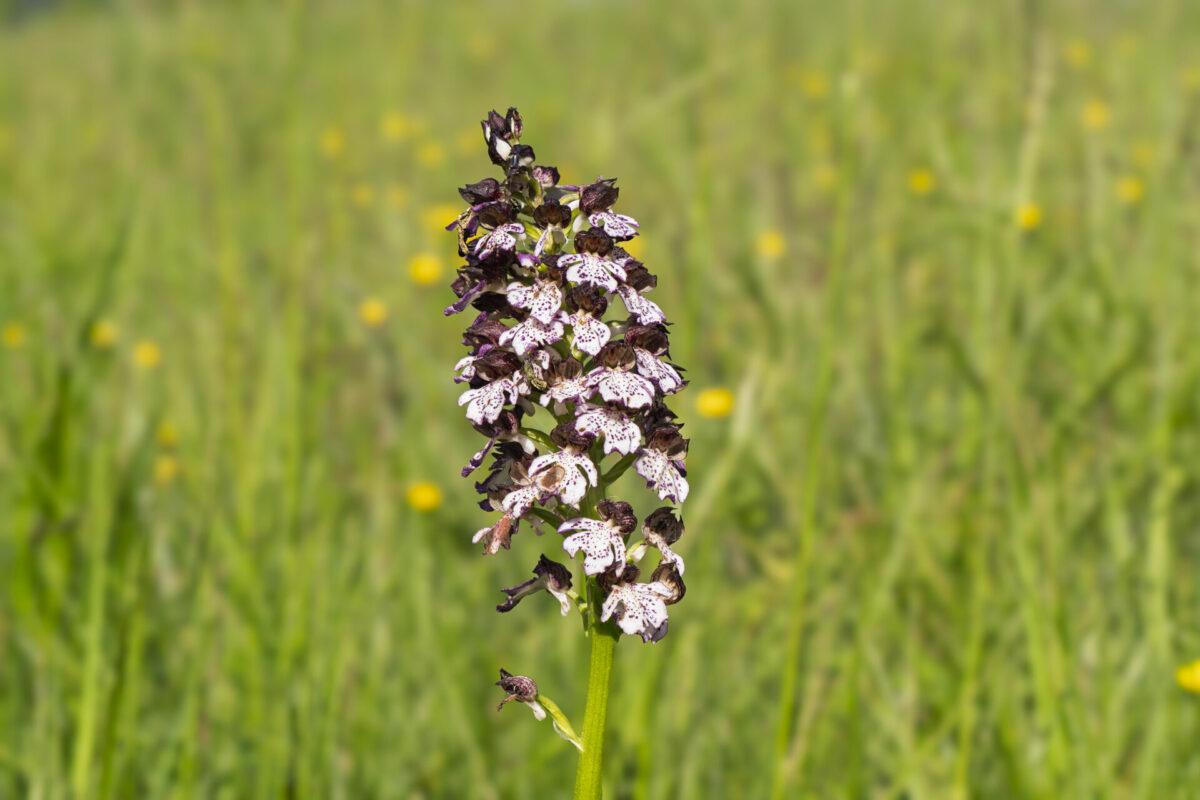 Orchis pourpre