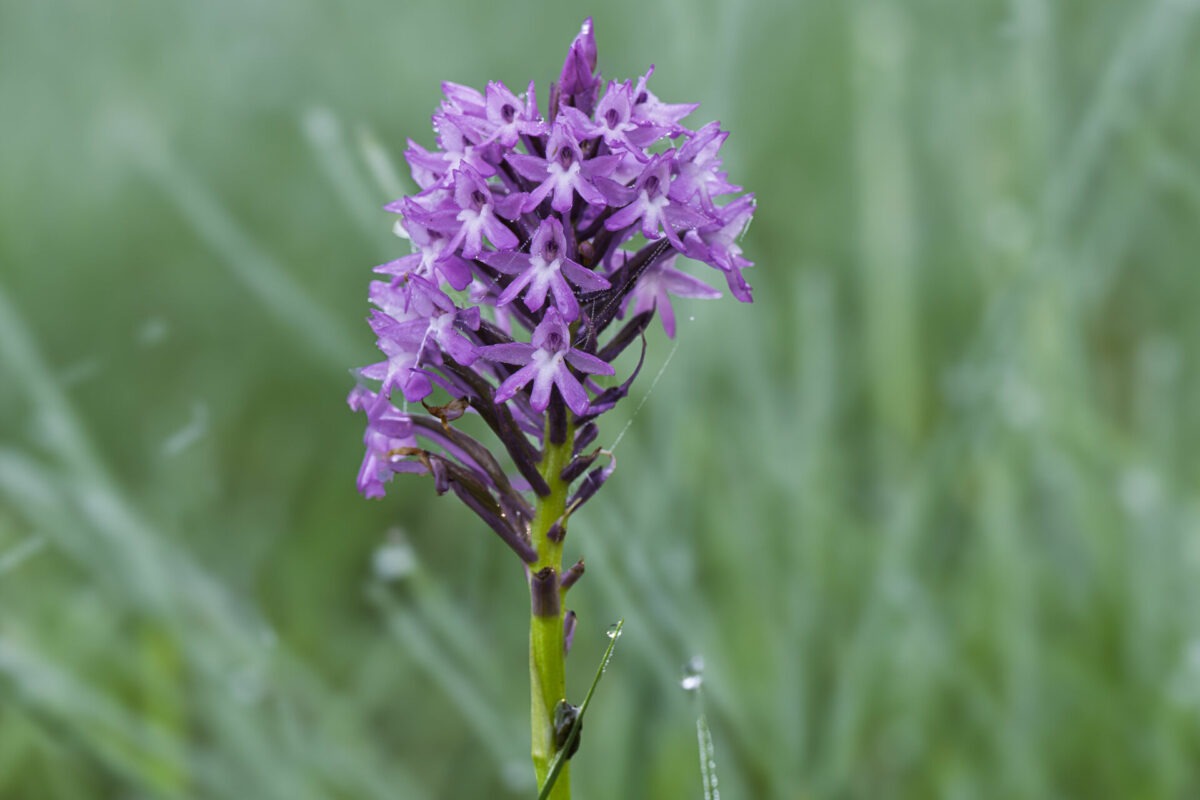 Orchis pyramidal