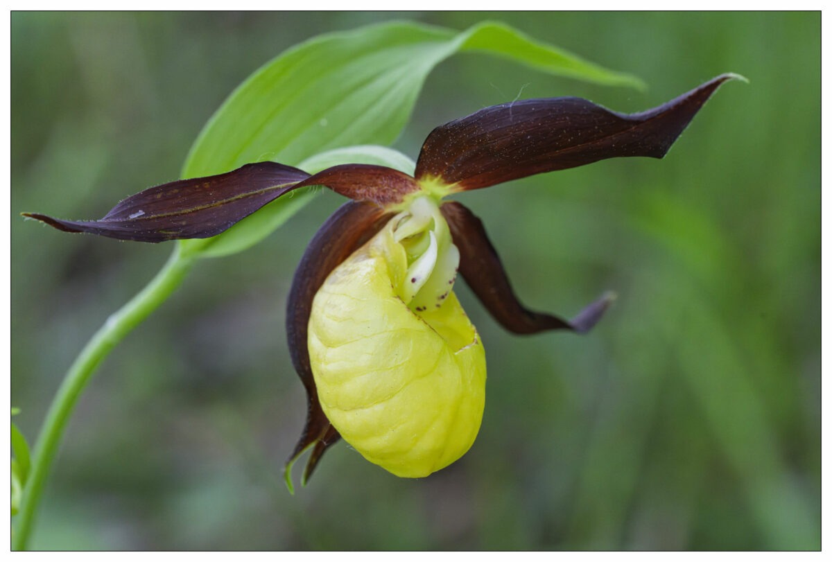 Sabots de Vénus (Cypripedium calceolus).