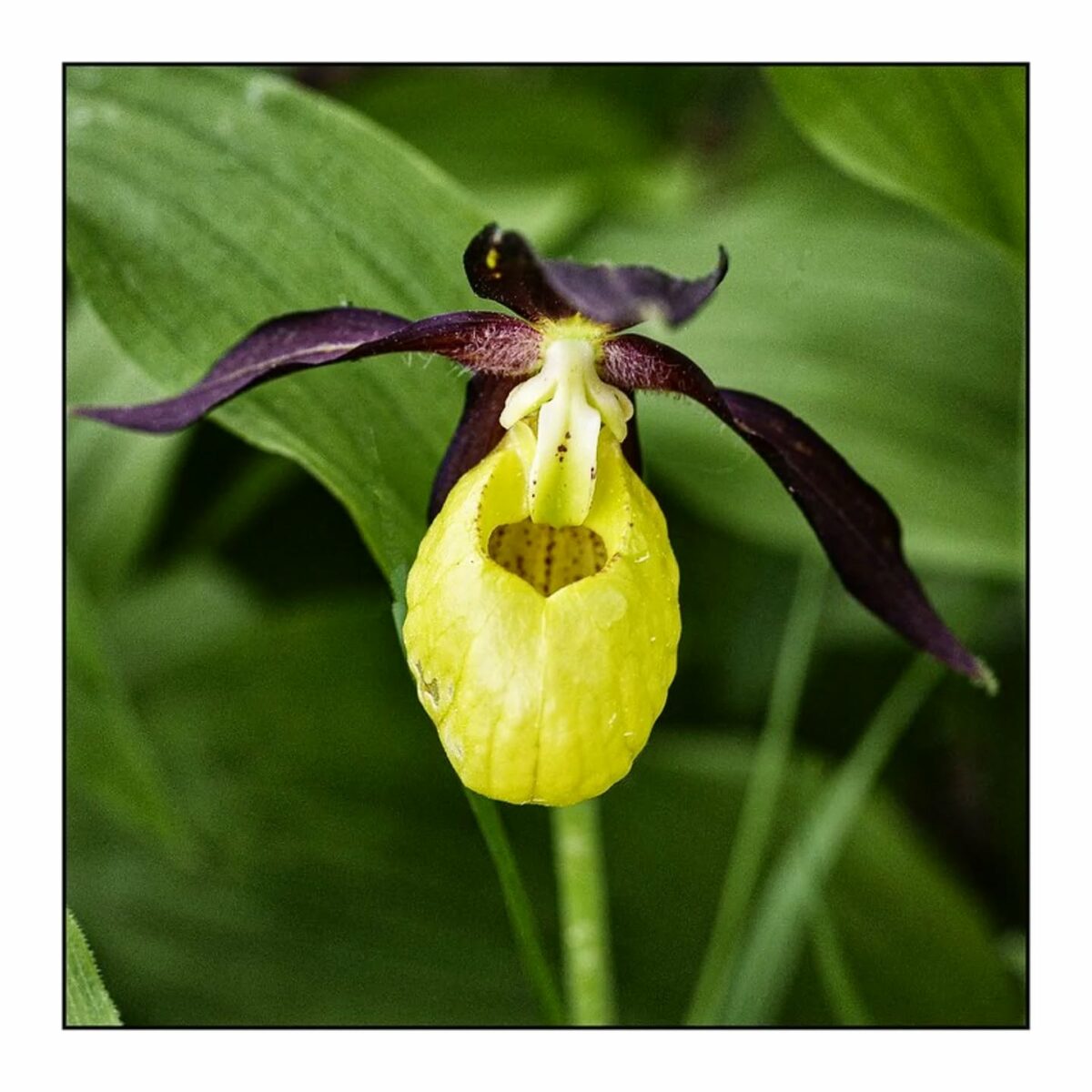 Sabots de Vénus (Cypripedium calceolus).