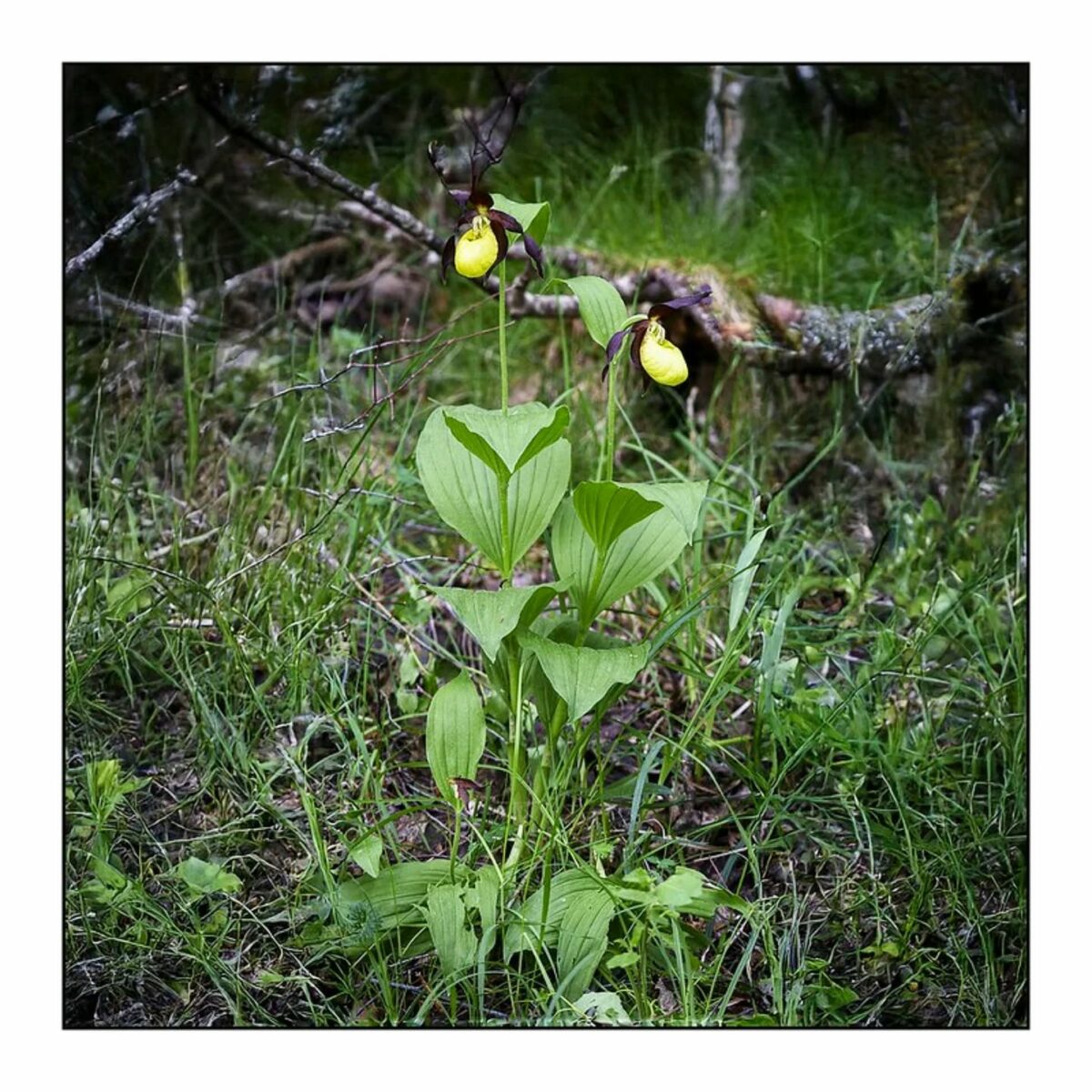 Sabots de Vénus (Cypripedium calceolus).