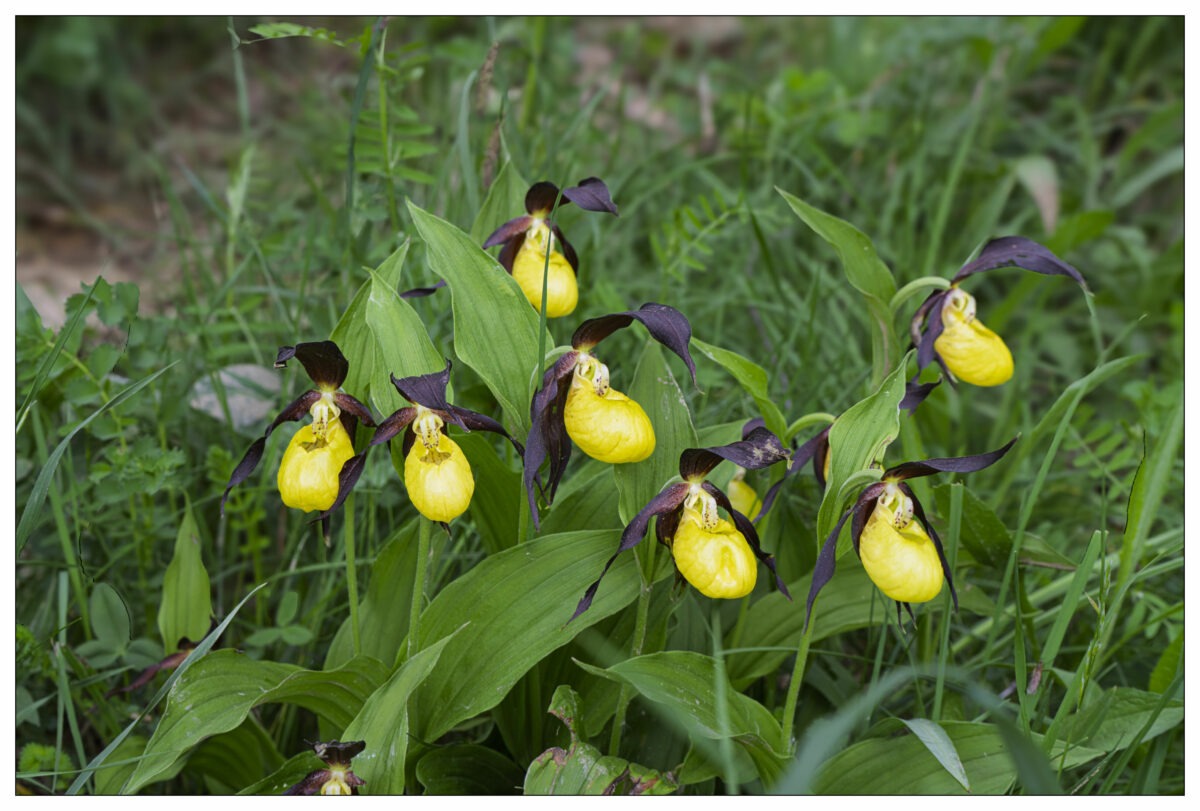 Sabots de Vénus (Cypripedium calceolus).