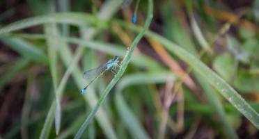 Macro (3).jpg