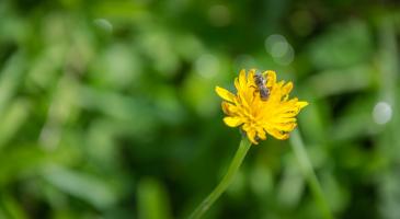 Macro (8).jpg