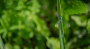 Macro (9).jpg