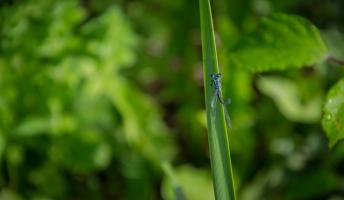 Macro (10).jpg