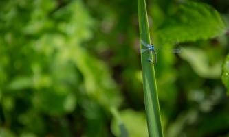 Macro (11).jpg