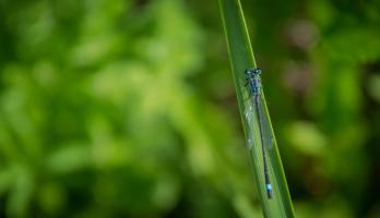 Macro (12).jpg