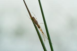 l'ayguelongue (5).jpg