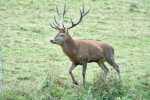 cerfs au Houga (1).jpg