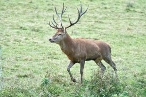 cerfs au Houga (1).jpg