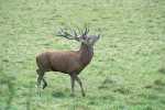 cerfs au Houga (2).jpg