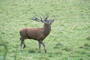 cerfs au Houga (2).jpg