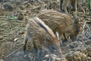 cerfs au Houga (4).jpg
