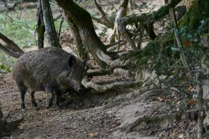 cerfs au Houga (6).jpg