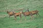 cerfs au Houga (7).jpg