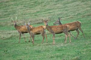 cerfs au Houga (7).jpg