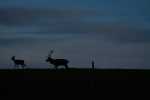 cerfs au Houga (8).jpg