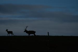 cerfs au Houga (8).jpg