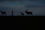 cerfs au Houga (9).jpg