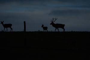 cerfs au Houga (9).jpg