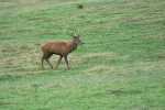 cerfs au Houga (10).jpg