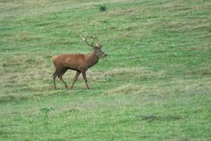 cerfs au Houga (10).jpg