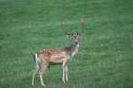 cerfs au Houga (11).jpg