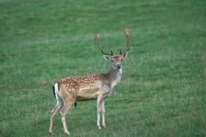 cerfs au Houga (11).jpg