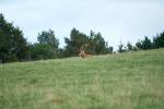 cerfs au Houga (12).jpg