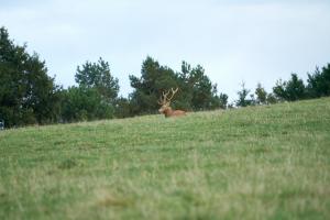 cerfs au Houga (12).jpg
