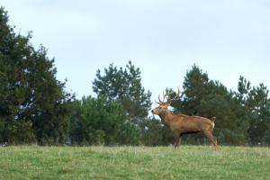 cerfs au Houga (13).jpg