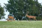 cerfs au Houga (14).jpg
