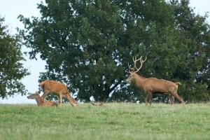 cerfs au Houga (14).jpg