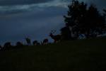 cerfs au Houga (15).jpg