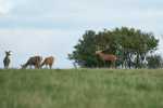 cerfs au Houga (16).jpg