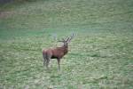 cerfs au Houga (17).jpg