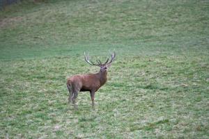 cerfs au Houga (17).jpg