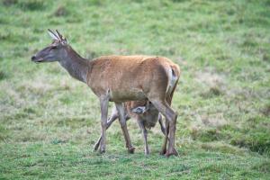 cerfs au Houga (18).jpg
