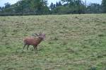 cerfs au Houga (19).jpg